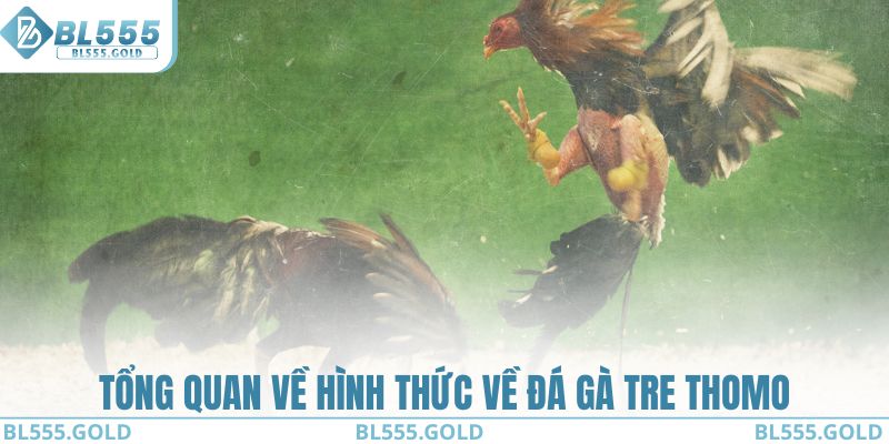 Tổng quan về hình thức về đá gà tre Thomo